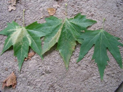 Platanus occidentalis, acerifolia a orientalis, Jardin Botanique de Lyon, 2007