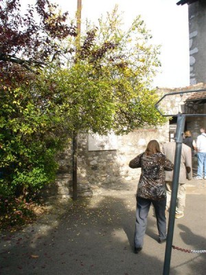 Poncirus trifoliata, Schaffhausen, 2007