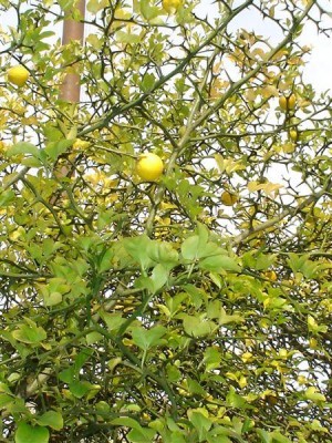 Poncirus trifoliata, Schaffhausen, 2007
