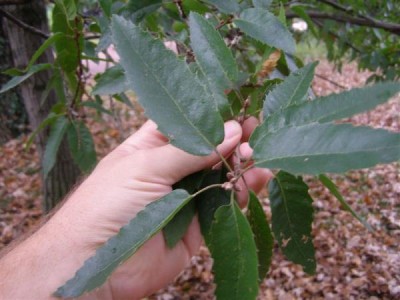 Quercus libani, Jardin Botanique de Lyon, 2007