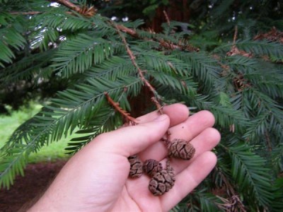 Sequoia sempervirens, Jardin Botanique de Lyon, 2007
