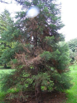 Sequoiadendron giganteum, Jardin Botanique de Lyon, 2007