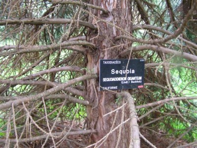 <p> Sequoiadendron giganteum, Jardin Botanique de Lyon, 2007</p> <p>(detail problémové partie stromku)</p>