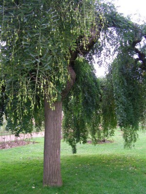 Sophora japonica - Pendula,Jardin Botanique de Lyon, 2007
