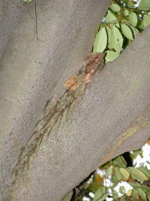 Zelkova serata, Jardin Botanique de Lyon, 2007