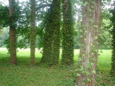 Břečťan - Hedera helix,  park, Slatiňany, 2005