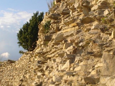 Jalovec - Juniperus   hradby Lanšperk, 2005