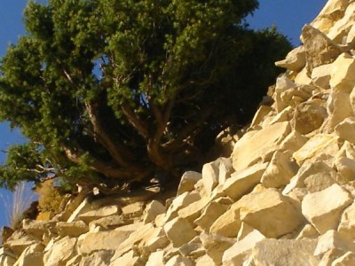 Jalovec - Juniperus  hradby Lanšperk, 2005