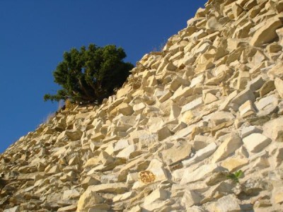 Jalovec - Juniperus  hradby  Lanšperk, 2005