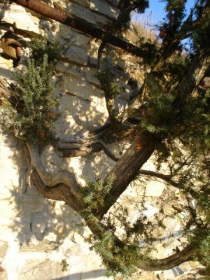 Jalovec - Juniperus   hradby Lanšperk, 2005