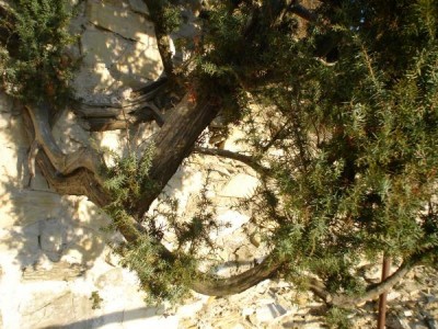 Jalovec - Juniperus, na hradbách, Lanšperk, 2005