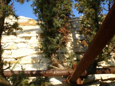 Jalovec - Juniperus, na hradbách, Lanšperk, 2005