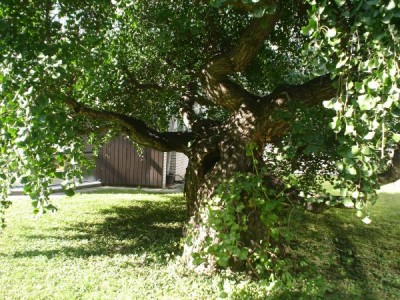 Jinan dvojlaločný - Gingko biloba´Pragensis´ - matečný strom, botanická zahrada UK Praha, 2005