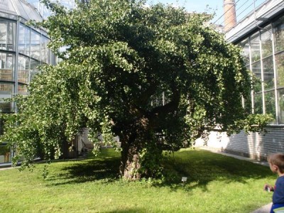 Jinan dvojlaločný - Gingko biloba´Pragensis´ - matečný strom, botanická zahrada UK Praha, 2005