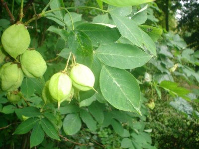 Klokoč - Staphylea, 2005