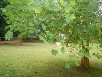 Liliovník - Liriodendron, kvetoucí strom,  Slatiňany, 2005