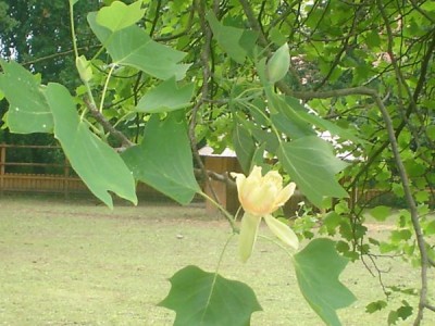 Liliovník - Liriodendron, kvetoucí strom, Slatiňany, 2005