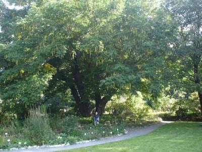 Paořech jasanolistý - Pterocarya fraxinifolia botanická zahrada UK Praha, 2005
