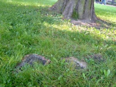 Tisovec dvouřadý - Taxodium distichum,  tzv. vzdušné kořeny,  zámecký park Pardubice,  2005