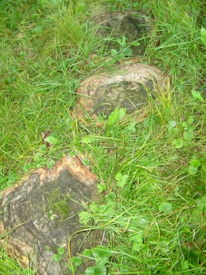 Tisovec dvouřadý - Taxodium distichum, tzv. vzdušné kořeny,  zámecký park Pardubice, 2005