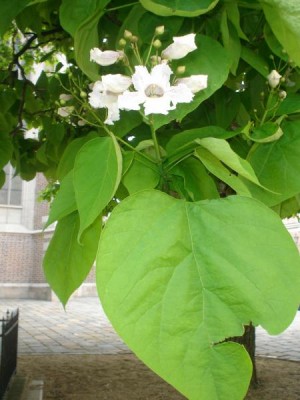 Katalpa trubačovitá - Catalpa bignonioides, Brno - Mendlovo nám., 2006
