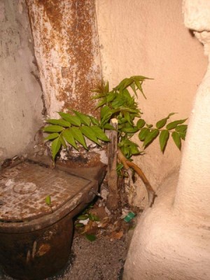 Pajasan žlaznatý - Ailanthus altissima,  vitalita - asfalt. chodník, Brno, 2006