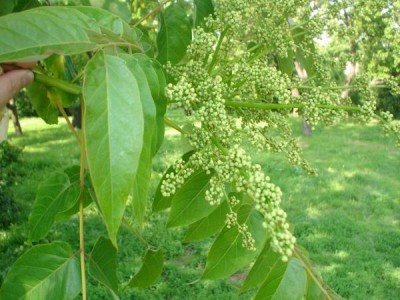 Pajasan žlaznatý - Ailanthus altissima, Brno - Špilberk, 2006