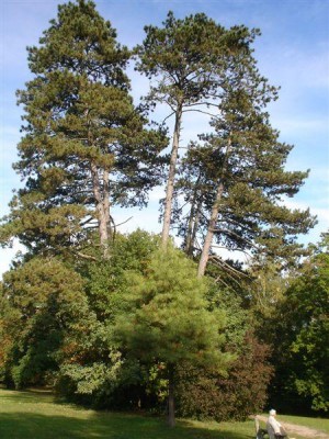 Zámecký park Žamberk 2007