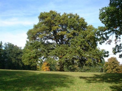Zámecký park Žamberk 2007