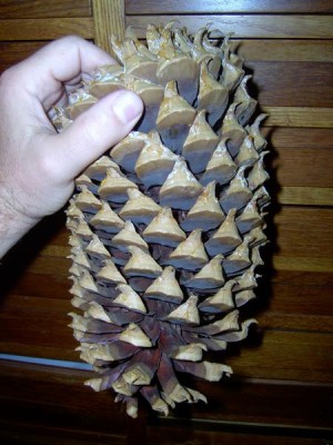 Borovice Coulterova - Pinus coulteri,  šiška, muzeum Valtice, 2006