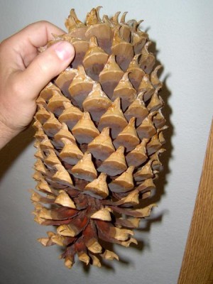 Borovice Coulterova - Pinus coulteri, šiška, muzeum Valtice, 2006