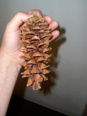 Borovice ohebná - Pinus flexilis, šiška, muzeum Valtice, 2006