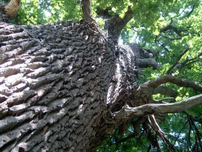 Dub - Quercus,  Lednice, 2006