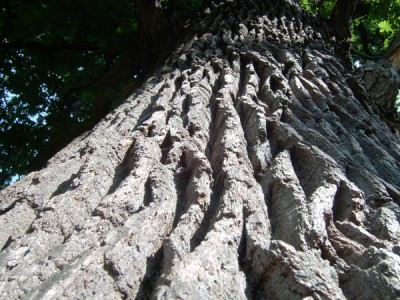 Dub - Quercus   Lednice, 2006