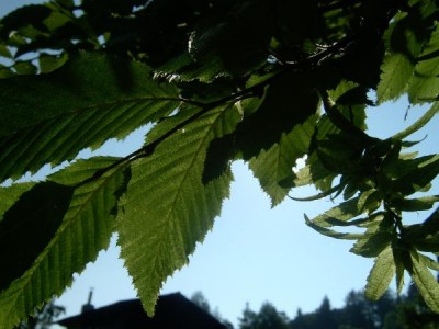 Habr obecný - Carpinus betulus 2006