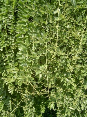 Jerlín japonský - převislý, Sophora japonica ´Pendula´, květ, Lednice, 2006