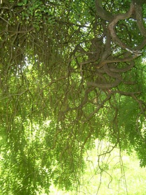 Jerlín japonský - převislý, Sophora japonica ´Pendula´,  Lednice, 2006