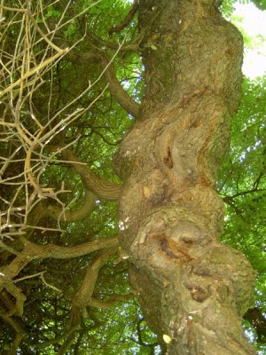 Jerlín japonský - převislý, Sophora japonica ´Pendula´, Lednice, 2006