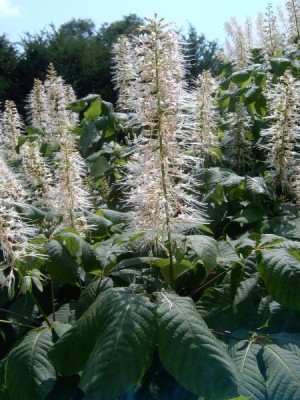 Jírovec drobnokvětý - Aesculus parviflora, Lednice, 2006