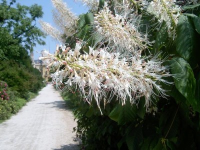 Jírovec drobnokvětý - Aesculus parviflora,  Lednice, 2006