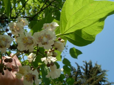 Katalpa obecná, trubačovitá - Catalpa bignonioides,   Zlín, 2006