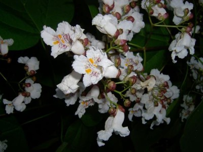 Katalpa obecná, trubačovitá - Catalpa bignonioides,   Zlín, 2006