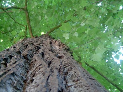 Liliovník tulipánokvětý - Liriodendron tulipifera,  Lednice, 2006