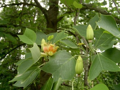 Liliovník tulipánokvětý - Liriodendron tulipifera,  Zlín, ZOO, 2006