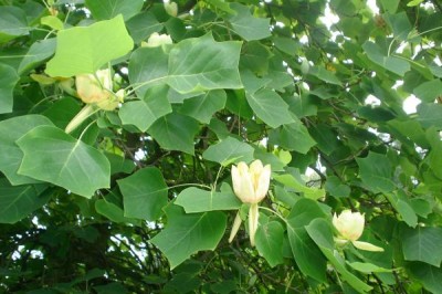Liliovník tulipánokvětý - Liriodendron tulipifera,  Častolovice, 2006
