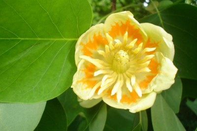 Liliovník tulipánokvětý - Liriodendron tulipifera,  Častolovice, 2006