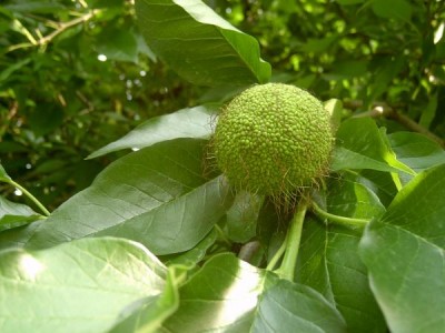 Maklura jablkovitá - Maclura pomifera,  Lednice, 2006