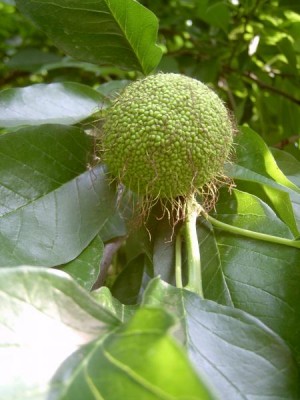 Maklura jablkovitá - Maclura pomifera,  Lednice, 2006