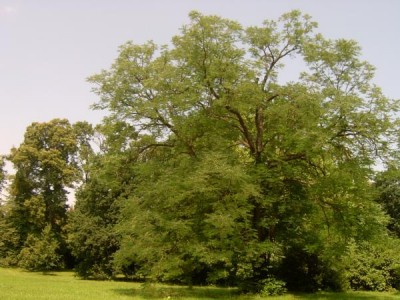 Nahovětvec dvoudomý - Gymnocladus dioicus  Lednice, 2006