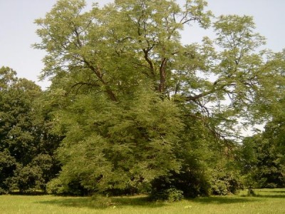 Nahovětvec dvoudomý - Gymnocladus dioicus  Lednice, 2006